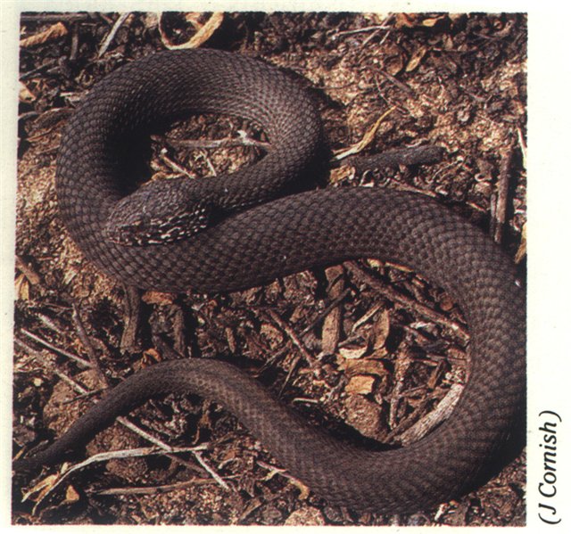 Переднебороздчатые змеи (2)