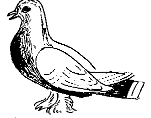 Закупорка зоба голубей