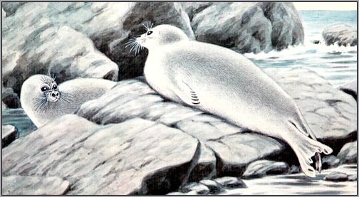 Байкальский тюлень, байкальская нерпа (Pusa sibirica). Рисунок, картинка