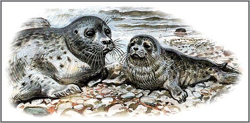 Длинномордый тюлень, серый тюлень (Halichoerus grypus). Картинка, рисунок