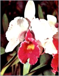 Орхидеи в вашем доме