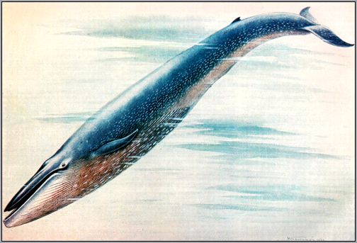 Синий кит, голубой кит (Balaenoptera musculus). Картинка, рисунок