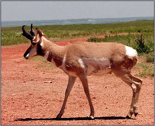 Вилорог (Antilocapra americana). Фото, фотография с http://www.biosurvey.ou.edu/okwild/misc/images\antelope.jpg