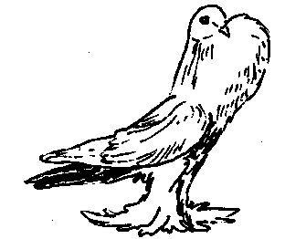 Галицийские серебристые (голуби)