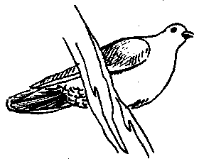 Клинохвостый голубь