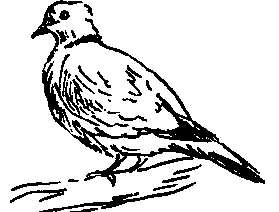 Короткохвостая горлица (голубь)
