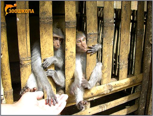 Молодые обезьянки. Фото, фотография