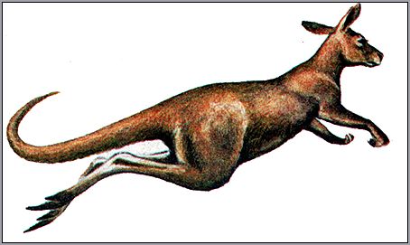 Прыгающий кенгуру. Рисунок, картинка